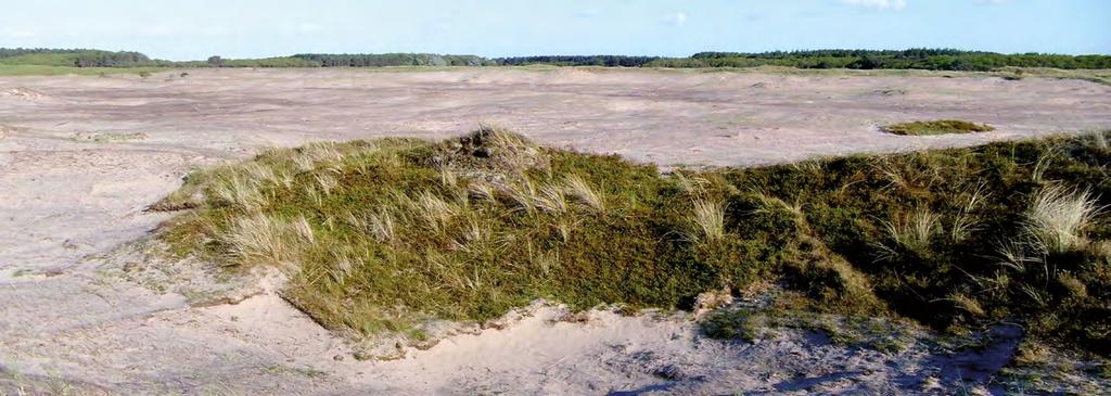 Geplagd deel van de Roosduinen Verruiging van de duinen terugdringen Er valt nog steeds teveel stikstof op de natuurgebieden.