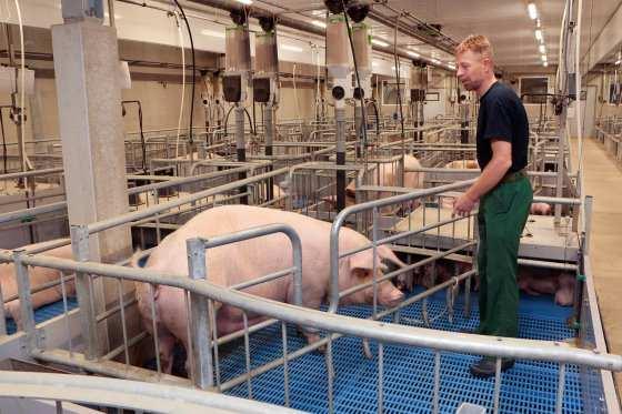 Desondanks wekken ze de indruk altijd al hun biggen te zogen in een vrijloopkraamhok. Ze liggen er relaxt bij en tonen geen stereotiep gedrag. De zeugen liggen allemaal anders.