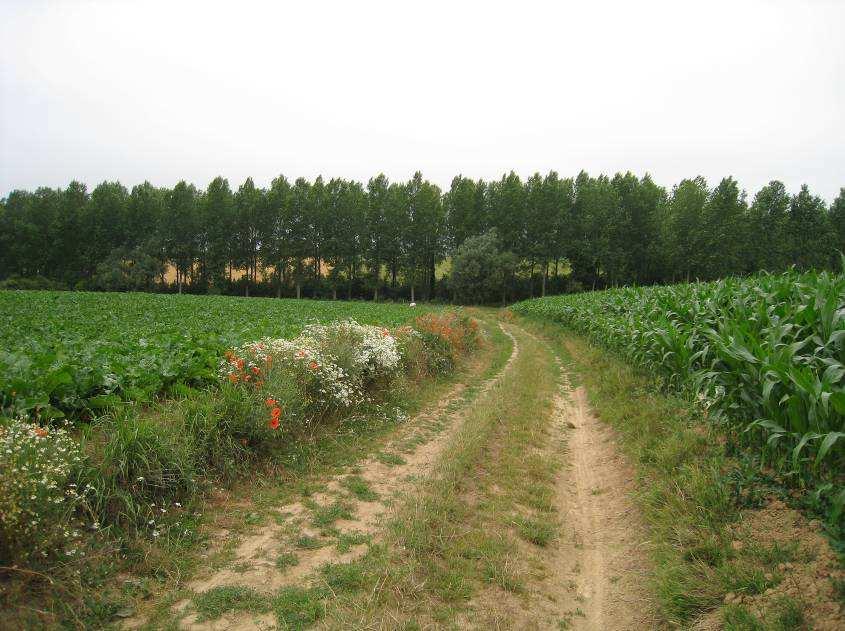 Onverharde wegen hebben doorgaans twee zandige rijstroken met aan weerszijden en tussen de sporen een begroeide strook. Dergelijke wegen zijn geschikt foerageerhabitat voor de akkervogels (foto 3).