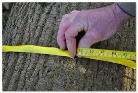 Stedenbouwkundige vergunning Kappen van bomen buiten bossen: Algemene regel: Bomen met een stamomtrek van 1 m of meer op een hoogte van 1 m boven het maaiveld stedenbouwkundige vergunning ongeacht