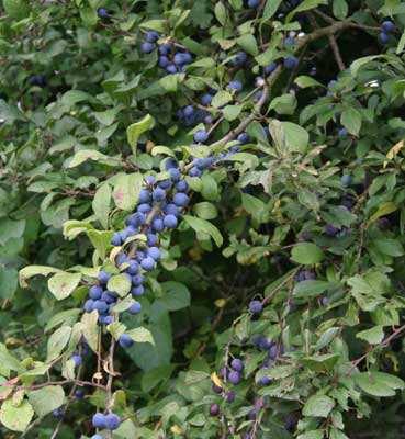 pleksgewijze bestrijding van akkerdistel, ridderzuring, Jacobskruiskruid en Japanse duizendknoop en van ongewenste houtsoorten (Amerikaanse vogelkers, Amerikaanse eik en Robinia) middels een