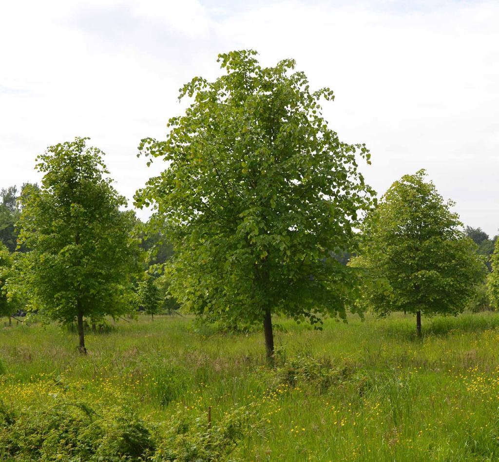 Bomen en struiken die van nature CGN adviseert Staatsbosbeheer over het beheer van De groei van bomen is een zaak van lange adem.