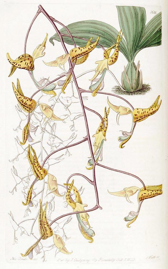 Gongora maculata