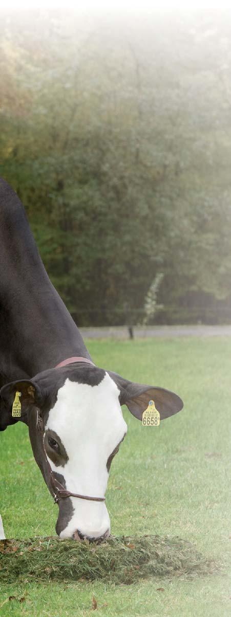 kruisingfokkerij. Voor de proef werden Fleckvieh stieren afkomstig uit Oostenrijk, die tot de beste in de wereld behoren, ingezet.