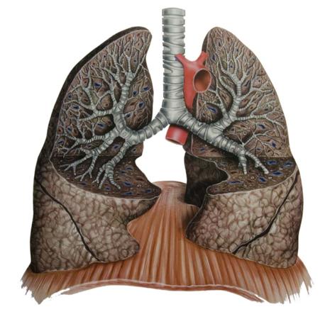 de longblaasjes/alveoli aan het eind van de kleine luchtpijptakken eindigt de luchtweg in een groot aantal longblaasjes.