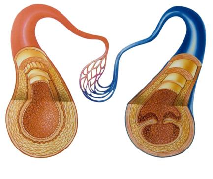 De slagaders/arteriën zijn bloedvaten die het zuurstofrijk bloed vervoeren vanuit het hart naar alle weefsels. De haarvaten/capillairen vormen de verbindingsvaten tussen de slagaders en de aders.