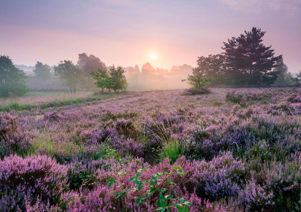 Fietsen door DE HEIDE Samen naar een