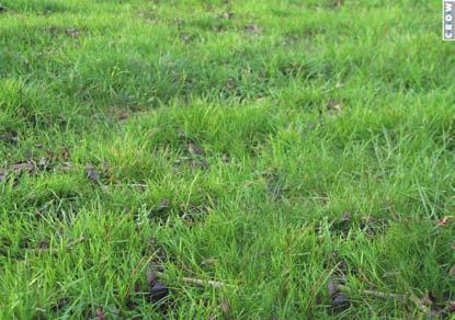 groen - gras-gazon-graslengte Het gras is voldoende kort voor het gewenste doel en komt overeen met gazon A uit de Standaard RAW Bepalingen.