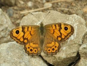 Uit 68 kilometerhokken werd de argusvlinder gemeld, tegenover 55 in 2013. Landelijk gezien gaat het met deze vlindersoort bergafwaarts. In Zeeland lijkt de argusvlinder vooruit te gaan.