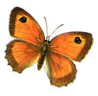 29. Oranje zandoogje Pyronia tithonus 459 2783 513 3085 763 6710 562 5074 Het eerste oranje zandoogje werd in 2014 pas op 20 juni waargenomen. Het laatste exemplaar werd gezien op 8 september.