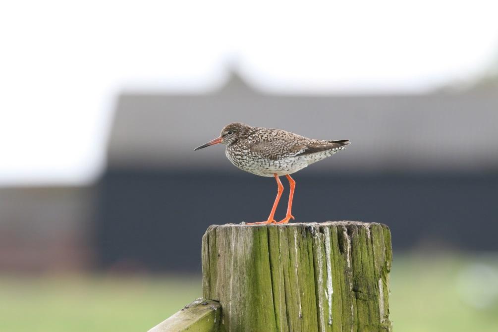 HOOP VOOR DE TURELUUR Agrarisch natuurbeheer in de polder Arkemheen René Didde Het agrarisch natuurbeheer gaat op de schop, heeft staatssecretaris Sharon Dijksma aangekondigd.