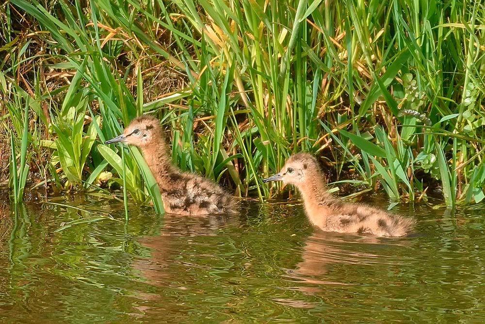 Gruttokuikens helpen Samen met hoogleraar natuurbeheer en plantenecologie Frank Berendse van Wageningen University, onderdeel van Wageningen UR, staat Van t Klooster bij de oude Zuiderzeedijk ten