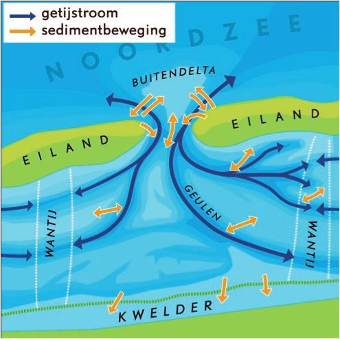 2. Het Waddensysteem 2.1 De Waddenzee als onderdeel van het totale zandige systeem De Noordzeekust, de eilanden zelf, de buitendelta s en de Waddenzee maken deel uit van één zandig systeem.