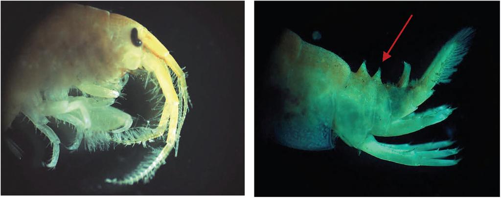 Links: d e tailfoto van de kop Rechts: d e tailfoto van de staart, m et duid elijk zichtbare kegelvorm ige uitsteeksels (tuberkels) Thierry Vercauteren (Provinciaal Instituut voor Hygiëne, Antwerpen)