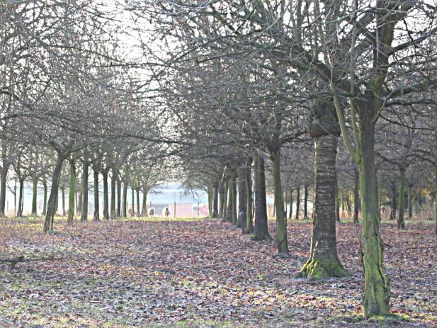 Plantafstanden Kleine boompjes worden groot. Om te voorkomen dat de volwassen fruitbomen mekaar hinderen volgen hier richtlijnen voor de te respecteren afstanden.