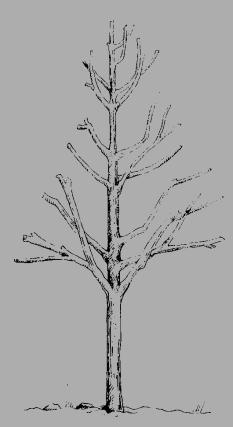 Peer na verjonging Zoete kers Twee boomvormen zijn mogelijk -Zonder harttak (boom blijft kleiner in de