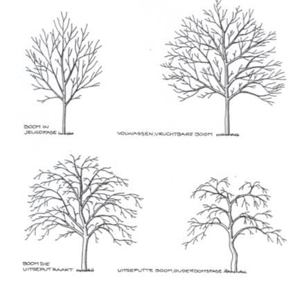 Levensfasen van een fruitboom Naargelang de ouderdom van de boom is
