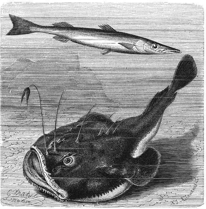 Herkenning en biologie Zeeduivel, ook wel staartvis of lotte genoemd, is een van de lelijkste vissoorten, maar ook een van de lekkerste.