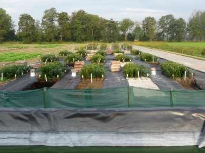 Proeven 2011 2 Leliecultivars LA hybride Ercolano OT hybride Robina 5 Substraten: Gestoomd bollenzand