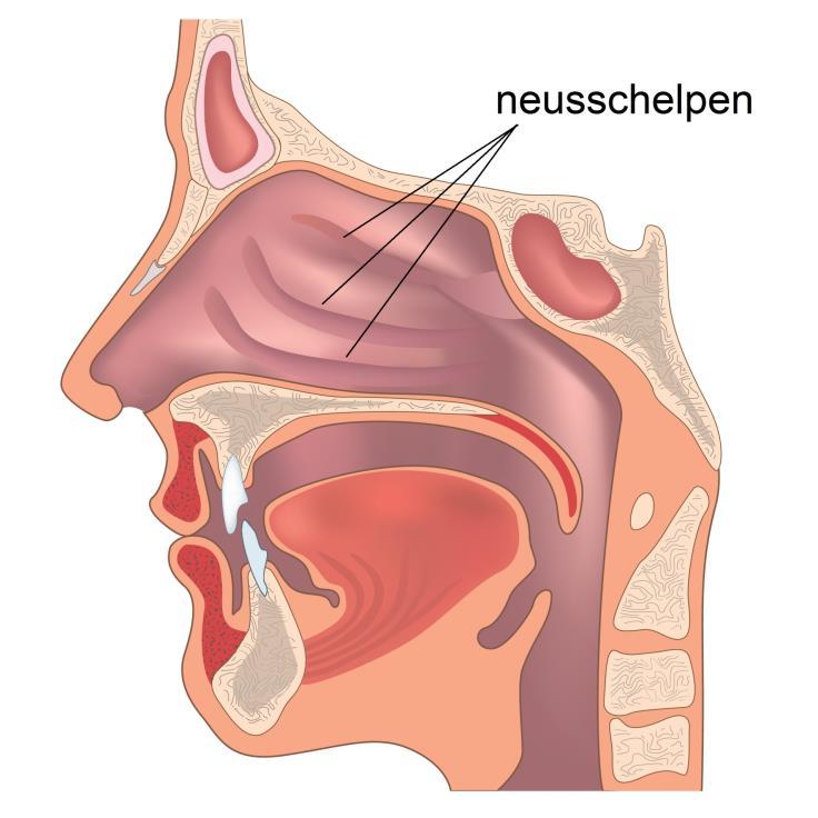 De neusschelpen De operatie wordt tijdens een dagbehandeling gedaan; dat houdt in dat u gedurende één dag in het ziekenhuis opgenomen wordt.