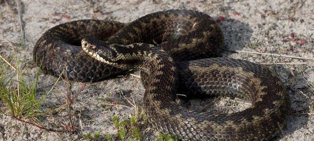 In de Haardennen heeft de afgelopen jaren het project 'Vipera verbindt' plaatsgevonden.