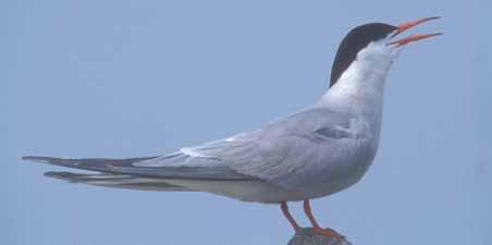 Deel I: toestand van Natura 2000 in het Linkerscheldeoevergebied Broedvogels Broedvogelaantallen Materialen en Methoden De gevolgde methodologie rond broedvogelinventarisatie verschilde niet van de