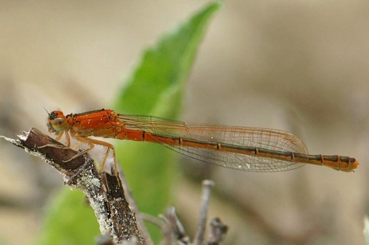 Naast de Millingerwaard werd er nog een onvolwassen (knaloranje) vrouwtje gezien nabij het Zwanenbroekje in de Polder van Beek.