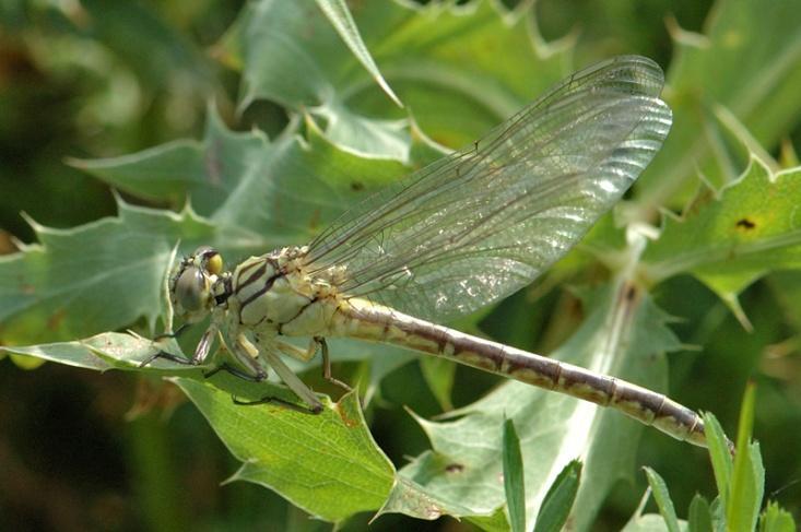 Rivierrombout Gomphus flavipus Slechts één waarneming van deze soort dit jaar in de Gelderse Poort.