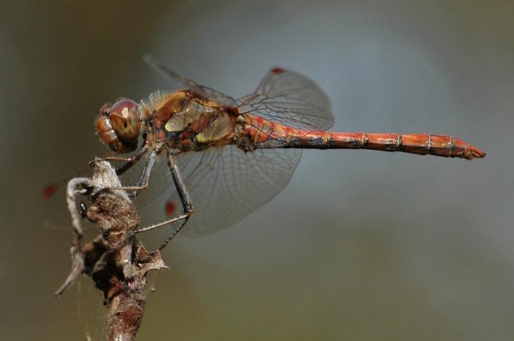 Bruinrode heidelibel Sympetrum striolatum Minder talrijk voorkomend dan de Bloedrode heidelibel in de Gelderse poort is de Bruinrode heidelibel.