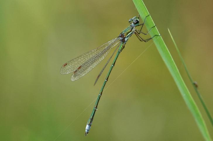 Tengere Pantserjuffer Lestes virens Dit jaar slechts twee waarnemingen van deze soort en wel uit de Millingerwaard.