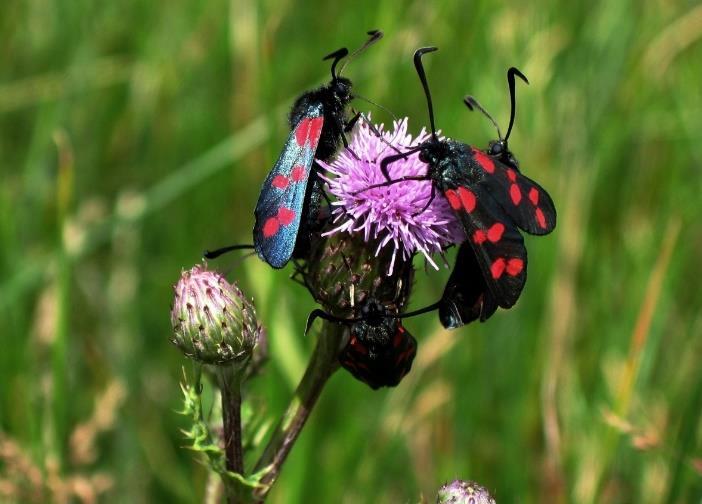 3. Dagvlinderfauna en vlinderdichtheid In de 20 e eeuw zijn met zekerheid 45 soorten dagvlinders in de duinen van Zuid-Kennemerland waargenomen (Mourik & Eggenkamp, 2005).