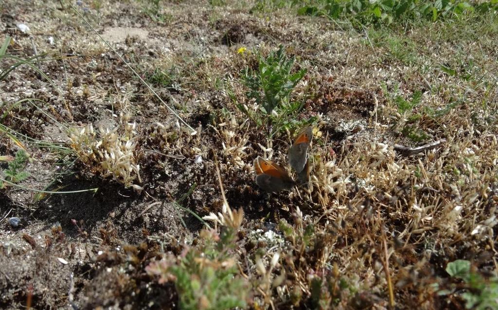 In het leefgebied voeren (korst)mossen de boventoon, grassen en nectarplanten zijn gewoonlijk in de minderheid (foto 25).