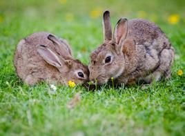 Een vrouwelijk konijn (een moer) kan wel zes keer per jaar jongen krijgen. Deze jongen worden geboren in speciale nestkamers onder de grond.