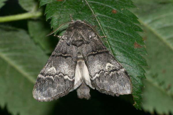 Witlijntandvlinder, Drymonia querna. Tegenwoordig een slechts lokaal voorkomende vlinder.