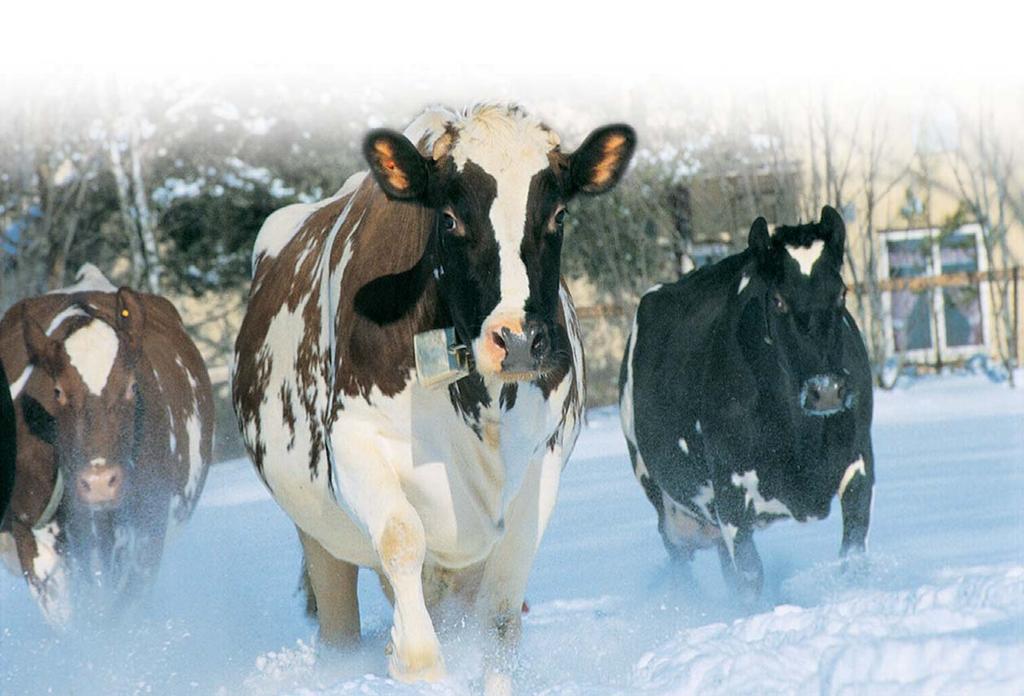 Met het oog op 2015: Kruisen als bedrijfstrategie een plek in de fokkerij Inkruisen is inmiddels een populair én geaccepteerd gespreksonderwerp binnen de Nederlandse melkveehouderij.