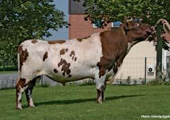 107 Melkbaarheid 100 Beenwerk 105 Celgetal 95 Uier 104 Sterke koeien met hoge producties 50% hoornloos Prijs: 15 euro De beste Peterslund-zoon