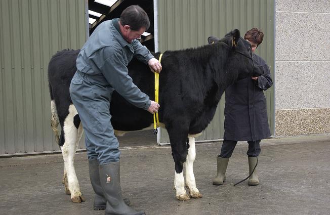 JONGVEE-OPFOK : Afkalven op leeftijd van 24 maanden : Insemineren op 14 à