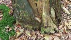 Stambeschadiging bij een Eik, C. Tonderzwam op de stamvoet van een Beuk. Bij de biologische symptomen wordt er naar de conditie van de boom gekeken.