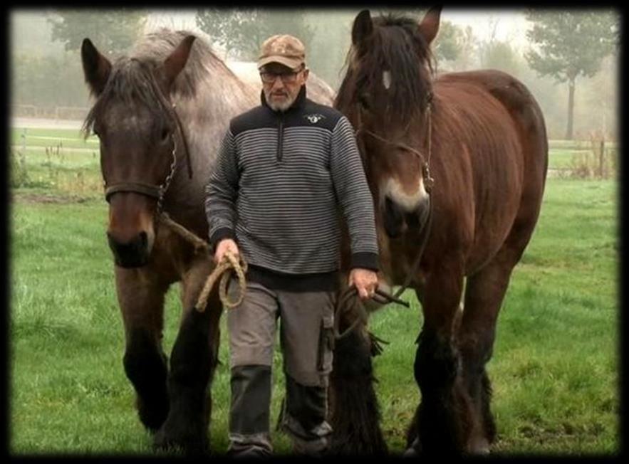 Lezing over trekpaarden in heden en verleden Wim van Lankveld uit Schijndel houdt op woensdag 18 april een lezing over het Belgisch trekpaard.