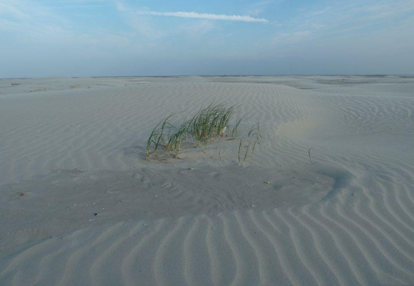 Qua planten onderscheiden we drie deelgebieden, met elk een eigen begroeiing: Rif, Plaat en Hiezel Rif Het Rif is een zandbank die langzaam omhoog rijst uit de Noordzee, elk jaar een stukje meer.