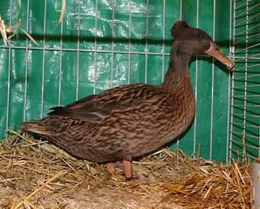 WATERVOGELS OP DE NOORDSHOW 2011 Foto