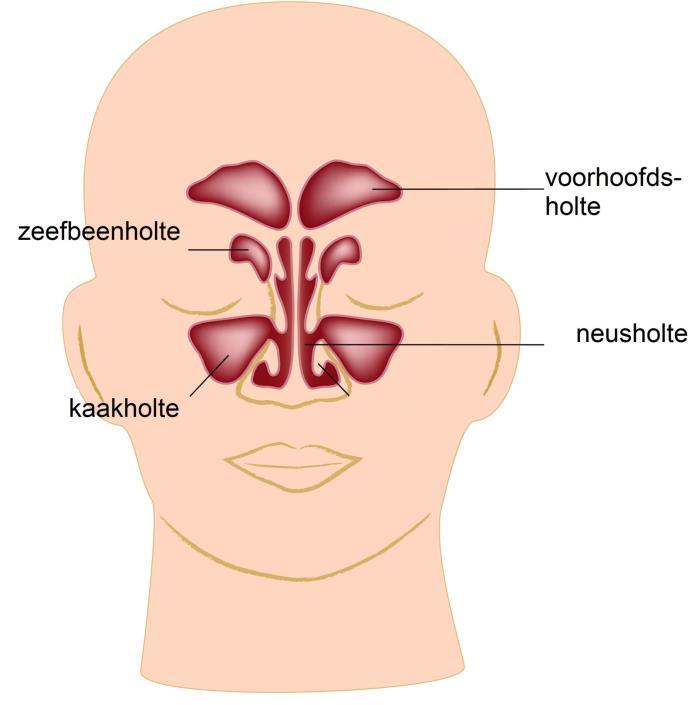 De kaakholten en de voorhoofdsholten staan via de zeefbeenholten met de neus in verbinding. Waarom een operatie?