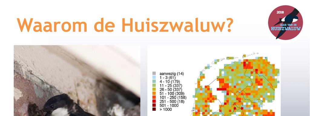Waarom de Huiszwaluw? - Met een voorkomen in 85% van de atlasblokken komt de Huiszwaluw in bijna heel Nederland voor.