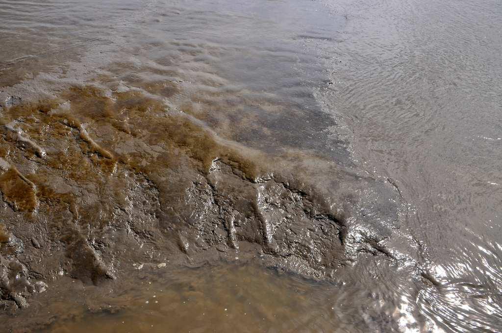 Soortenarm, hoog productief Elke zone eigen gemeenschap van soorten Soorten van marien, brak of zoet milieu Macrozoobenthos, weinig