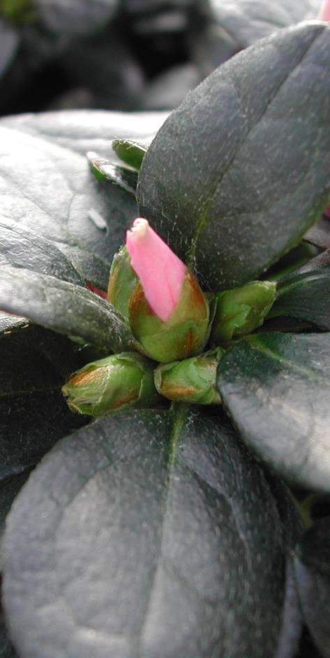 WHM houden van bloemen Hoge temperatuur forcerie snelle toename WHM-populatie Schuivende bloemknoppen WHM kruipen weg in bloem Bestrijding WHM contactmiddelen