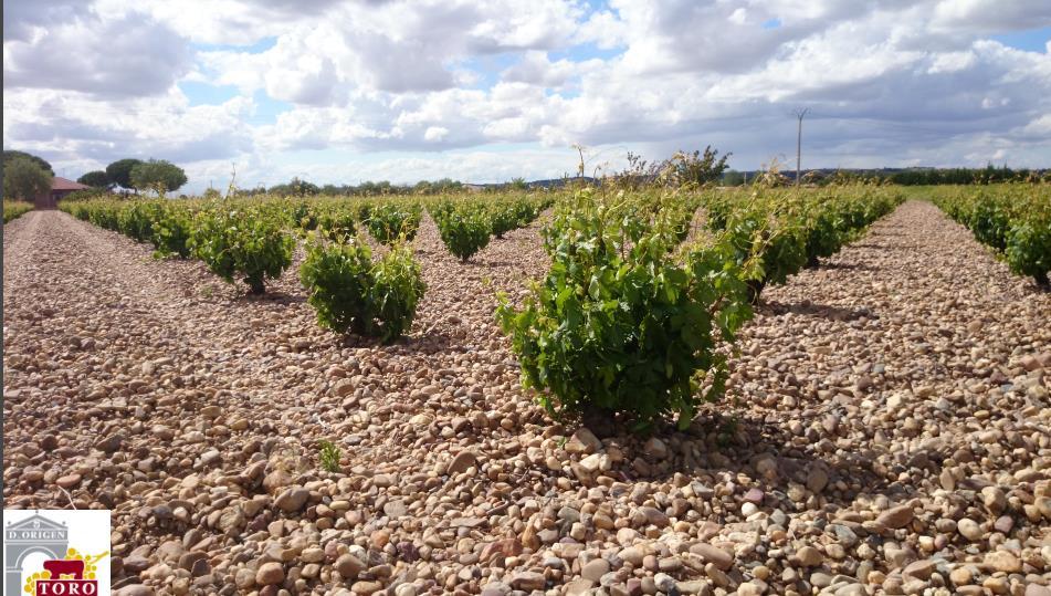 De bodems zijn meestal arm, zodat we ook hier alle condities verzameld hebben om topwijnen te maken. De wijngaarden lopen voornamelijk vanuit de Duero door glooiend landschap richting het zuiden.