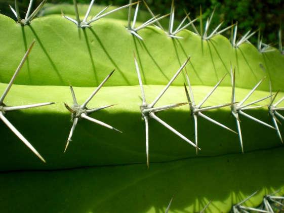 verschillende familie s Curaçao is niet de enige plek op aarde waar cactussen voorkomen. De familie van de cactussen is groot. Over de hele wereld zijn er zo n 2000 verschillende soorten cactussen.