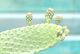 Op ons eiland komen 9 soorten cactussen voor. De meeste cactussen hebben stekels. Maar wist je ook dat deze stekels eigenlijk de bladeren zijn van de plant?
