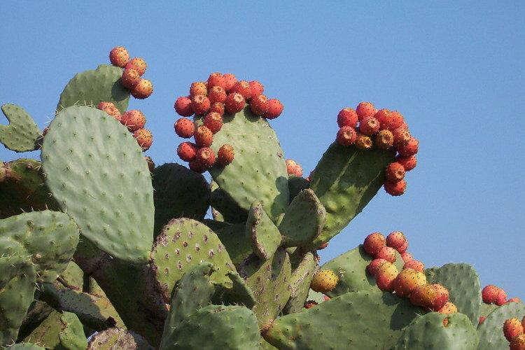 Wanneer de bij of vlinder een andere bloem van een andere cactus bezoekt plakt het stuifmeel aan de stamper vast (de stamper kan heel kleverig zijn) en bevrucht de bloem.