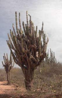 De vruchten van deze cactus zijn langwerpig en hebben geen stekels. Sommige planten krijgen groene vruchten en andere planten krijgen paarse vruchten. We weten nog niet precies waarom dit zo is.